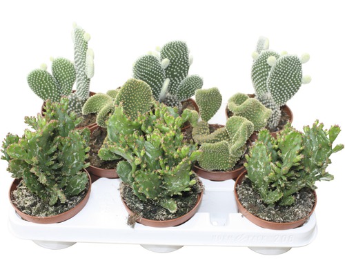 Opuncie mix FloraSelf Opuntia 15-20 cm květináč Ø 10,5 cm 1 ks, různé druhy Různé kaktusy v květináčích na podnosu