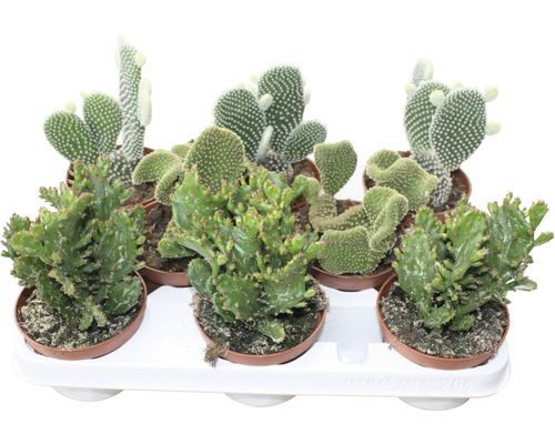 Opuncie mix FloraSelf Opuntia 15-20 cm květináč Ø 10,5 cm 1 ks, různé druhy