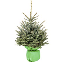 Smrk pichlavý v květináči s jutovou tkaninou