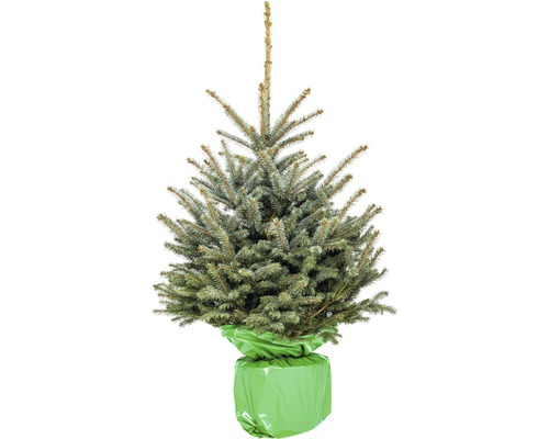 Smrk pichlavý v květináči s jutovou tkaninou