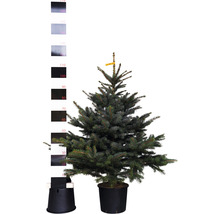 Smrk pichlavý v květináči s měřítkem pro určení velikosti