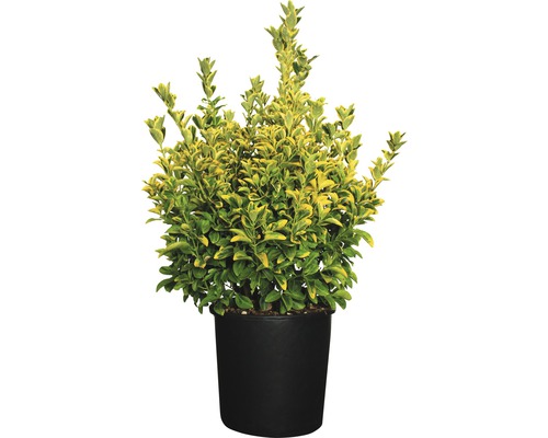 Brslen japonský FloraSelf Euonymus japonicus 'Elegantissima Aurea' výška 60-80 cm květináč 18 l