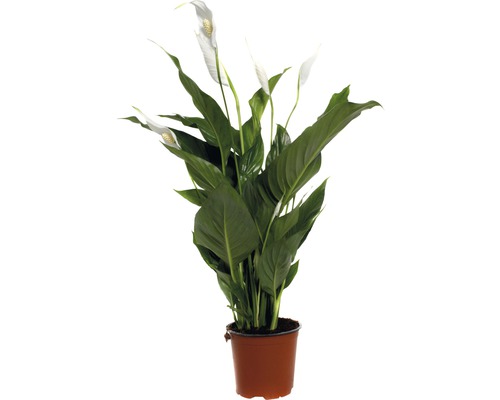 Toulcovka, lopatkovec FloraSelf Spathiphyllum wallisii 'Sweet Silvio' 70-80 cm Ø 14 cm květináč