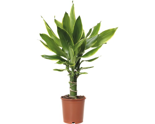 Dračinec FloraSelf Dracaena fragrans 'Golden Coast' 40-50 cm květináč Ø 11 cm Zamiokulkas v květináči