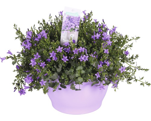 Zvonek Floraself Campanula portenschlagiana 'Ambella Purple' květináč Ø 25 cm