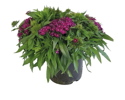 Hvozdík vousatý dvouletý FloraSelf Dianthus barbatus 10-40 cm květináč 3 l , různé druhy