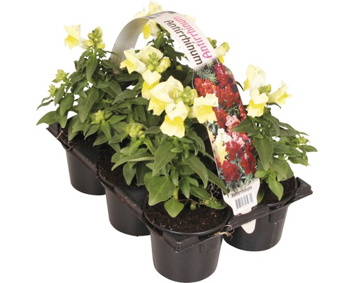 Zívavec v plastové nádobě se šesti rostlinami