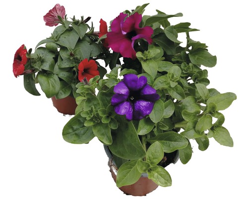 Petúnie v květináčích s květy