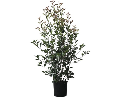 Blýskalka FloraSelf Photinia fraseri 'Red Robin' výška 125-150 cm květináč 15 l Bobkovišeň v květináči