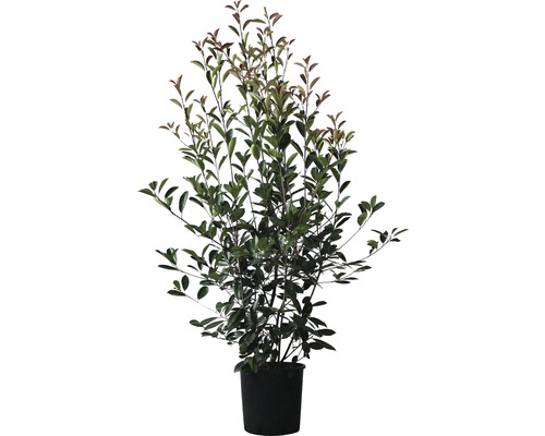 Blýskalka FloraSelf Photinia fraseri 'Red Robin' výška 125-150 cm květináč 15 l