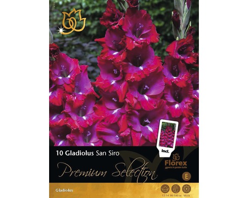 Mečíkyl Premium Gladiole 'San Siro' 10 ks