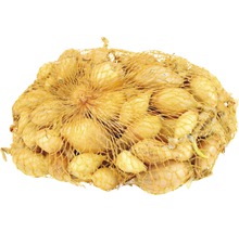 Šalotky v síťce k sázení