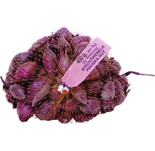 Červená sazečka cibule, odrůda Piroska, v 400gramové síťce