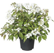 Kalina japonská FloraSelf Viburnum plicatum 'Summer Snowflake' výška 30-40 cm květináč 5 l