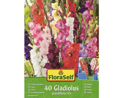Gladioly grandiflora FloraSelf směs barev 40 ks