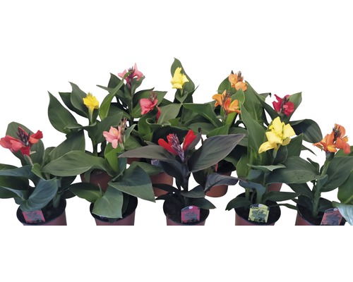 Kvetoucí rostliny Canna v květináčích