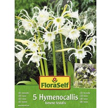 Balení pěti cibulí Hymenocallis Ismene festalis