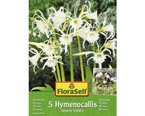 Balení pěti cibulí Hymenocallis Ismene festalis