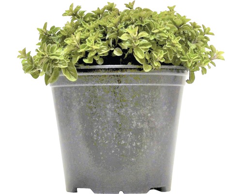 Dobromysl obecná, oregano FloraSelf Origanum vulgare 10-13 cm květináč 1,2 l Rostlina oregana v květináči