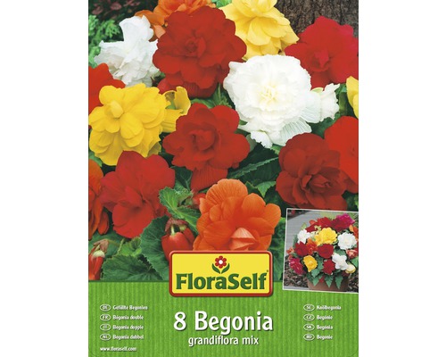 Begonie plnokvěté FloraSelf grandiflora směs barev 8 ks
