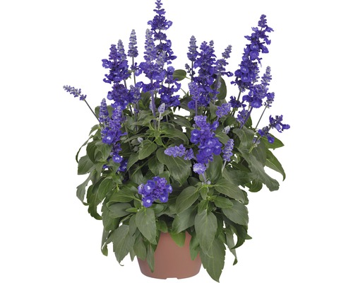 Šalvěj pomoučená FloraSelf Salvia farinacea 'Sallyfun Deep Ocean' květináč Ø 12 cm Šalvěj okrasná rostlina v květináči