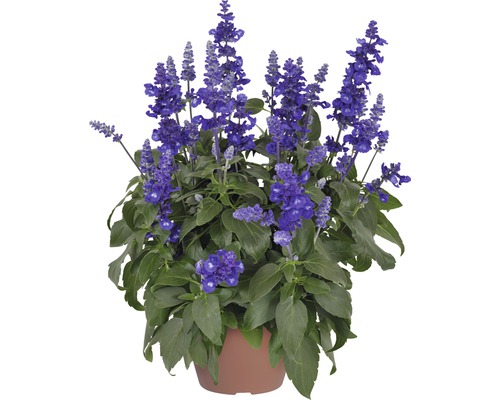 Šalvěj pomoučená FloraSelf Salvia farinacea 'Sallyfun Deep Ocean' květináč Ø 12 cm