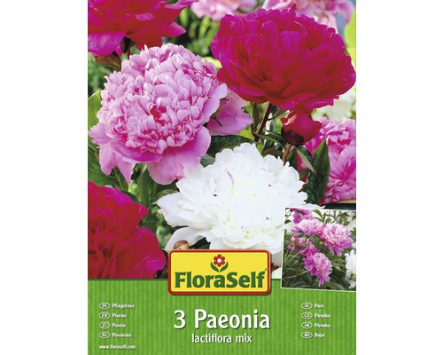 Pivoňky FloraSelf Paeonia lactiflora směs barev 3 ks