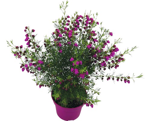 Vřesovec v květináči s purpurově červenými květy v květináči