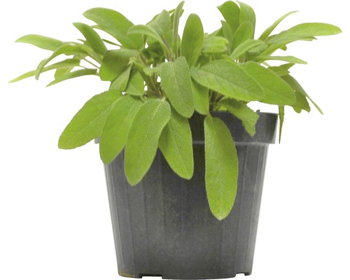 Šalvěj FloraSelf Salvia officinalis výška 10-13 cm květináč 1,2 l