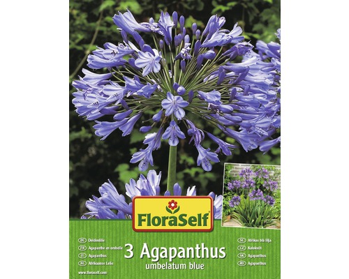 Kalokvět FloraSelf Agapanthus umbelatum blue 3 ks