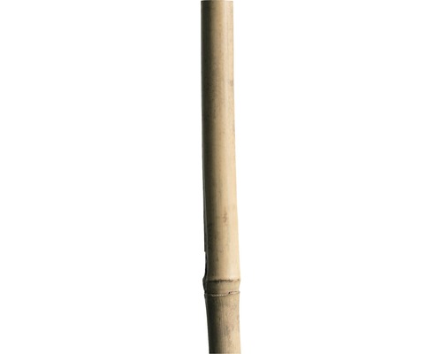 Bambusová tyč opěrná 210 cm 18/20 mm přírodní