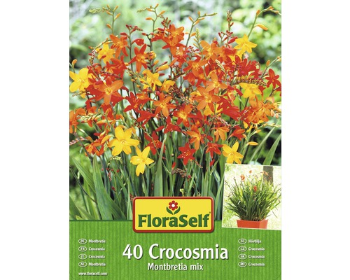 Montbrécie FloraSelf Crocosmia Montbretia směs barev 40 ks