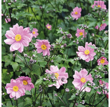 Sasanka hupejská FloraSelf Anemone hupehensis var. japonica 'Splendens' 5-40 cm květináč 0,5 l