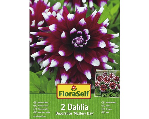 Dahlia decorative "Mistery Day" FloraSelf 2 ks