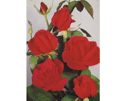 Růže keříková Rosa x hybrid 'Parade' různé druhy