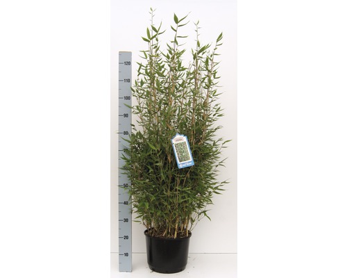 Bambus v květináči s výškoměrem pro zobrazení velikosti.