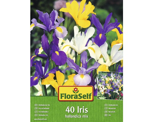 Kosatec holandský FloraSelf Iris hollandica směs barev 40 ks