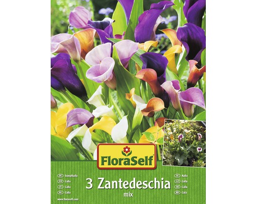 Kala FloraSelf Zantedeschia směs barev 3 ks