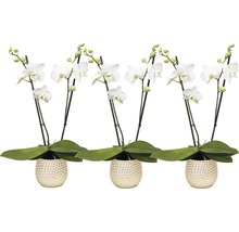 Motýlí orchidej aranžmá 6 FloraSelf Phalaenopsis multiflora, 2 laty vč. keramického obalu, různé barvy