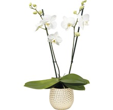 Motýlí orchidej aranžmá 6 FloraSelf Phalaenopsis multiflora, 2 laty vč. keramického obalu, různé barvy