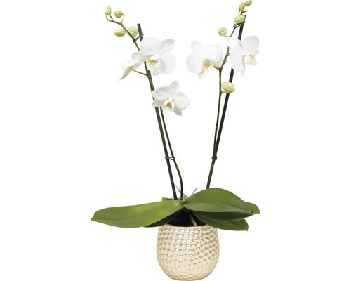Motýlí orchidej aranžmá 6 FloraSelf Phalaenopsis multiflora, 2 laty vč. keramického obalu, různé barvy Motýlí orchidej aranžmá 6 FloraSelf Phalaenopsis multiflora, 2 laty vč. keramického obalu, různé barvy