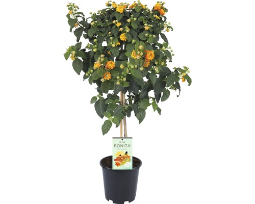 Libora měnivá na kmínku FloraSelf Lantana camara květináč Ø 19 cm