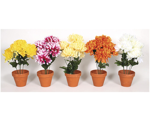 Pět chryzantém v hliněných květináčích