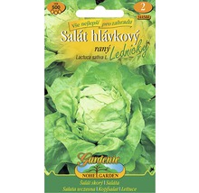 Balení semen hlávkového salátu
