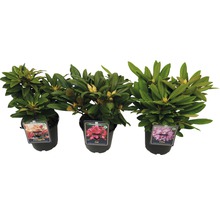 Tři rostliny rododendronu v květináčích s květy v žluto-růžové, červené a růžové barvě