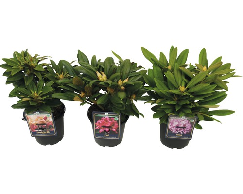 Tři rostliny rododendronu v květináčích s poupaty