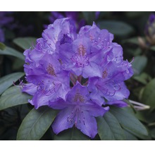 Detail květu rododendronu s listy