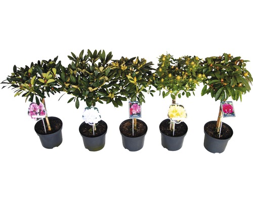 Pět rododendronů v květináčích s různými barvami květů