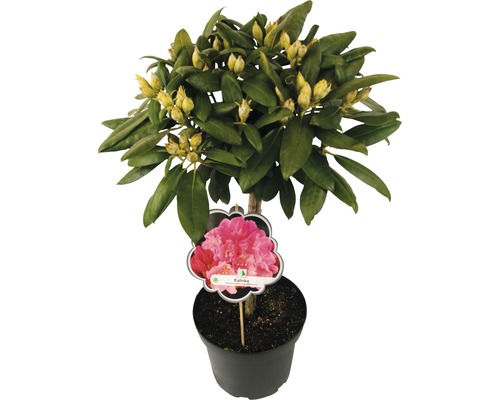 Rododendron v květináči s poupaty a štítkem odrůdy