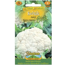 Semena květáku odrůdy Beta